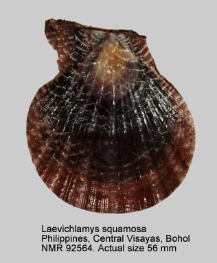 Laevichlamys squamosa (5).jpg - Laevichlamys squamosa(Gmelin,1791)